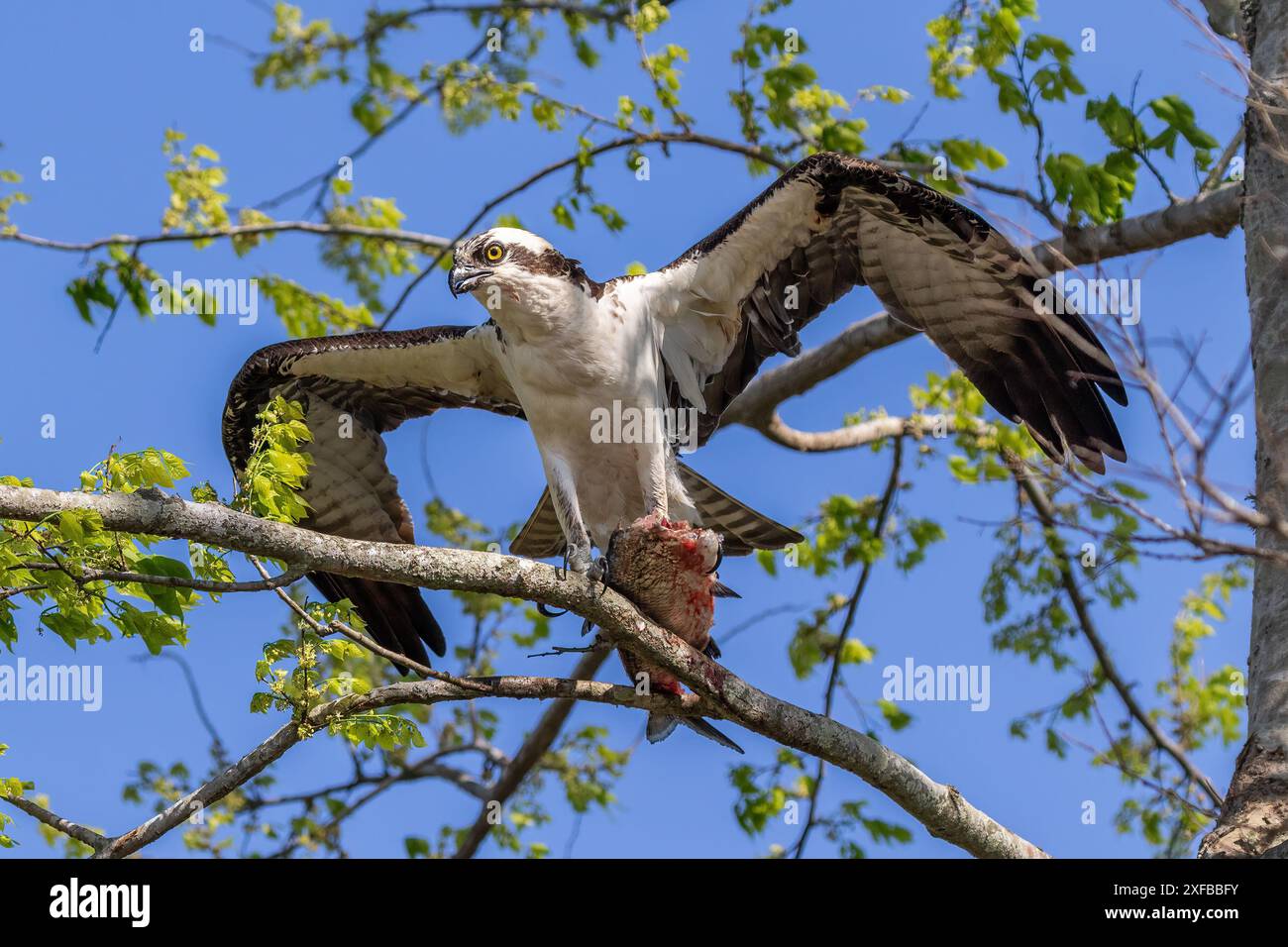 Osprey (Pandion haliaetus) auf einem Ast thront, die Flügel sind ausgebreitet. Fisch in Krallen halten. Am Lake Apopka, in der Nähe von Orlando, Florida. Stockfoto