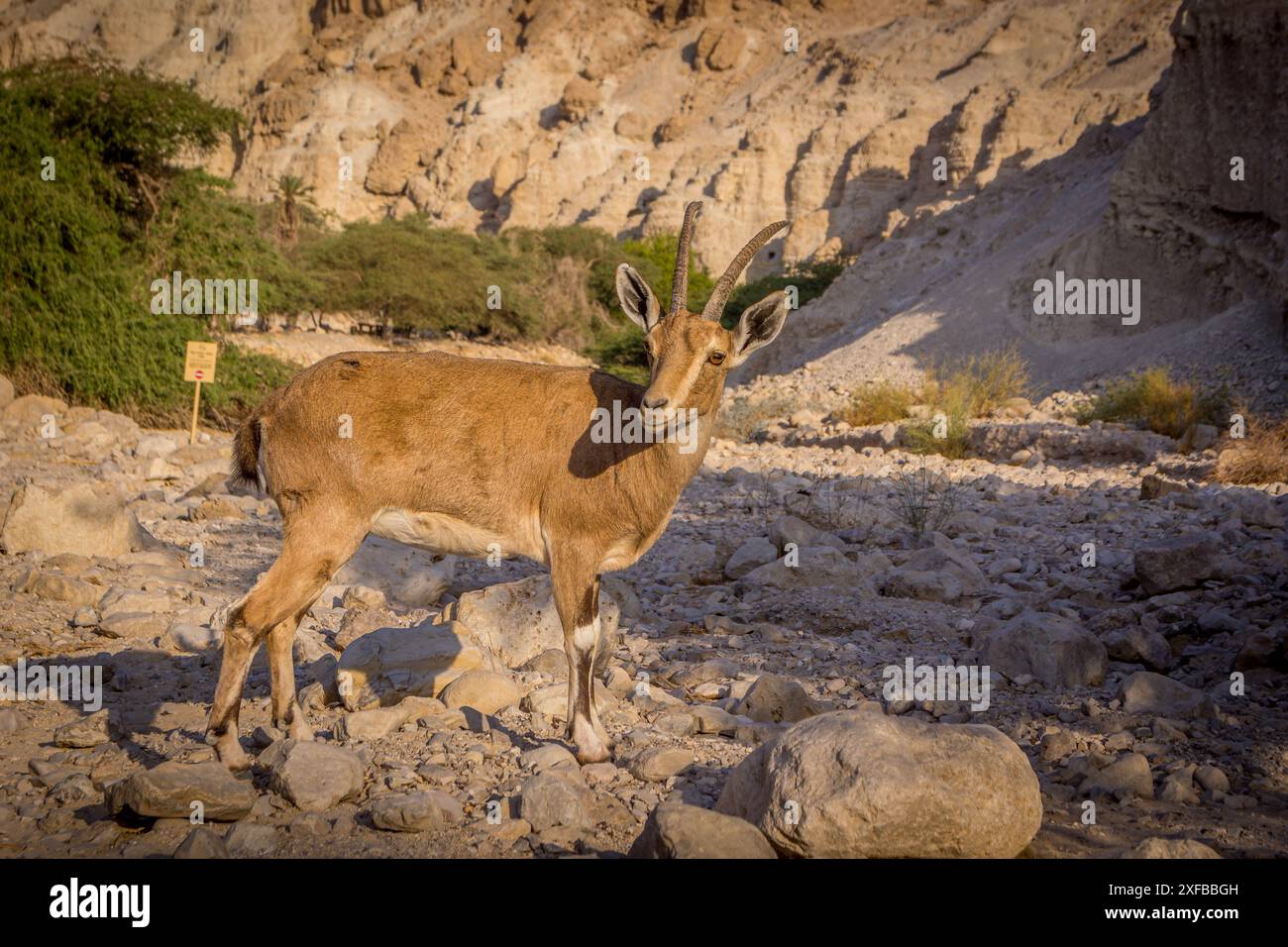 Die Wüstengebirgsziege (yael oder nubischer Steinbock) im trockenen felsigen Tal im ein Gedi-Reservat in Israel, der Region vom Toten Meer. Stockfoto
