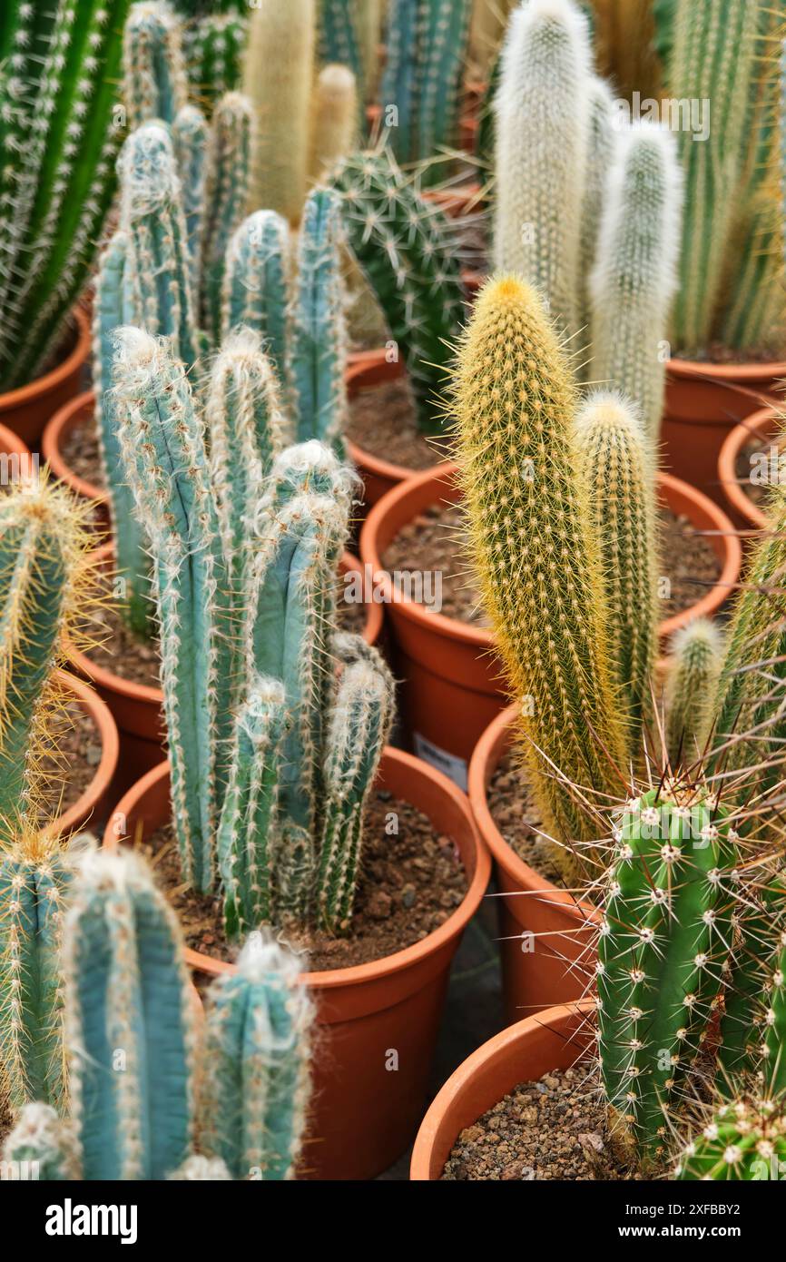 Exotische Zimmerpflanzen. Dekorative Kakteen in Tpfen auf einem Regal  Nahaufnahme Stockfotografie - Alamy