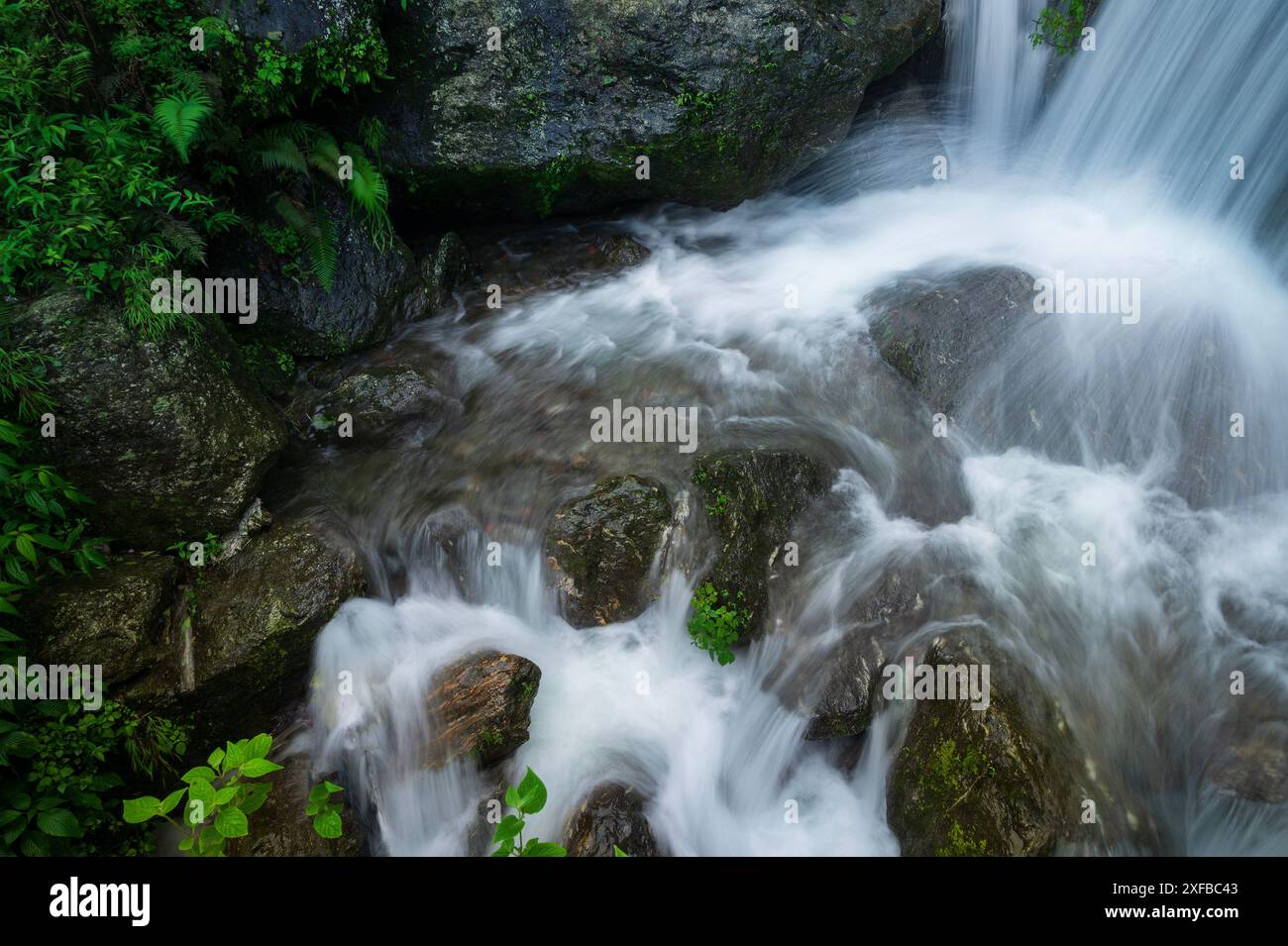 Paglajhora Wasserfall , berühmter Wasserfall im Monsun, in Kurseong, Himalaya Berge von Darjeeling, Westbengalen, Indien. Ursprung des Mahananda River River River Stockfoto