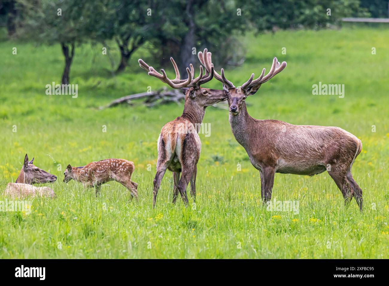 Rotwild (Cervus elaphus), männliches Tier mit Geweih und Jungen, Eninger Weide auf der Schwäbischen Alb, Eningen unter Achalm, Baden-Württemberg, Deutschland Stockfoto