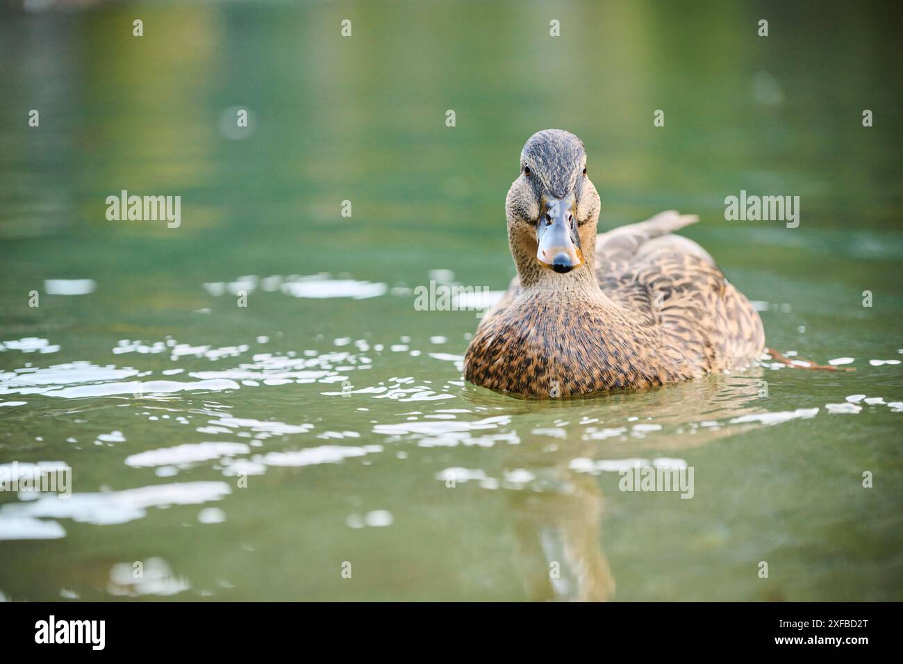 Wildente (Anas platyrhynchos), weiblich, schwimmt im Wasser, See, Bayern, Deutschland Stockfoto