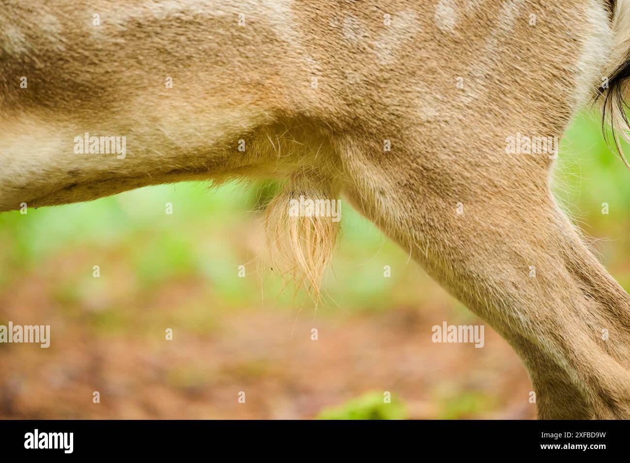 Europäischer Damhirsch (Dama dama) Rücken, Fell, Füße, Detail, Bayern, Deutschland Stockfoto