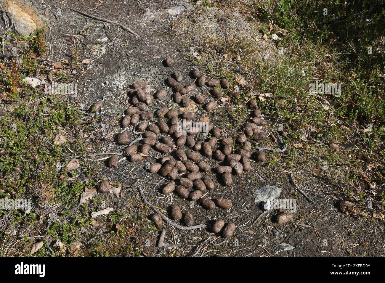 Elche (Alces alces), Kot, Lofoten, Norwegen, Skandinavien Stockfoto