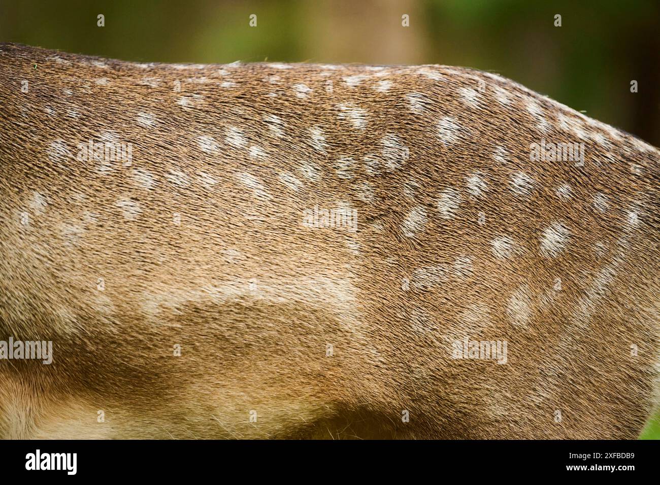 Europäischer Damhirsch (Dama dama) Rücken, Fell, Füße, Detail, Bayern, Deutschland Stockfoto