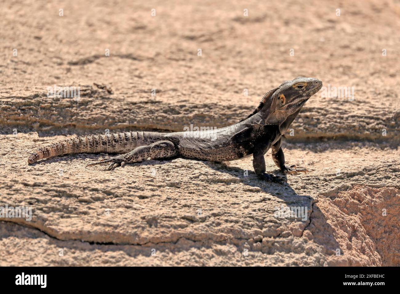 Chuckwalla, (Common Chuckwalla ater), Erwachsene, auf dem Boden, auf der Suche nach Nahrungsmitteln, Sonoran Desert, Arizona, Nordamerika, USA Stockfoto