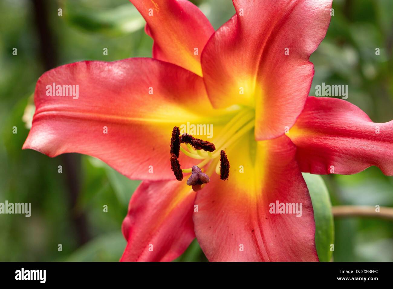 Nahaufnahme einer roten Lilienblume (Lilium) mit gelbem Zentrum und sichtbaren Staubblättern, Ternitz, Niederösterreich, Österreich Stockfoto