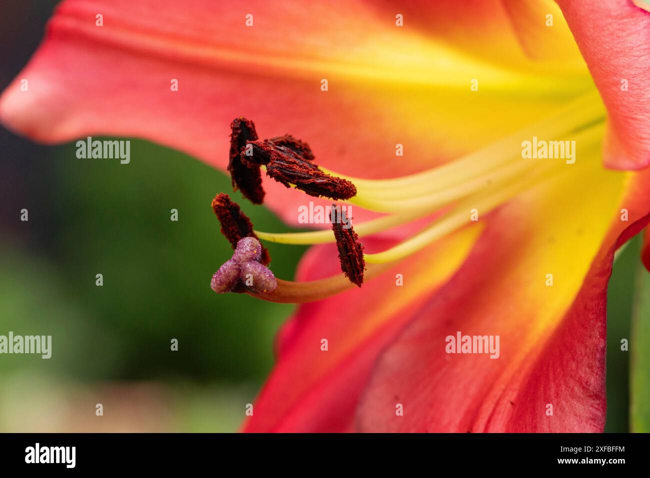 Nahaufnahme einer roten Lilienblume (Lilium) mit gelbem Zentrum und sichtbaren Staubblättern, Ternitz, Niederösterreich, Österreich Stockfoto