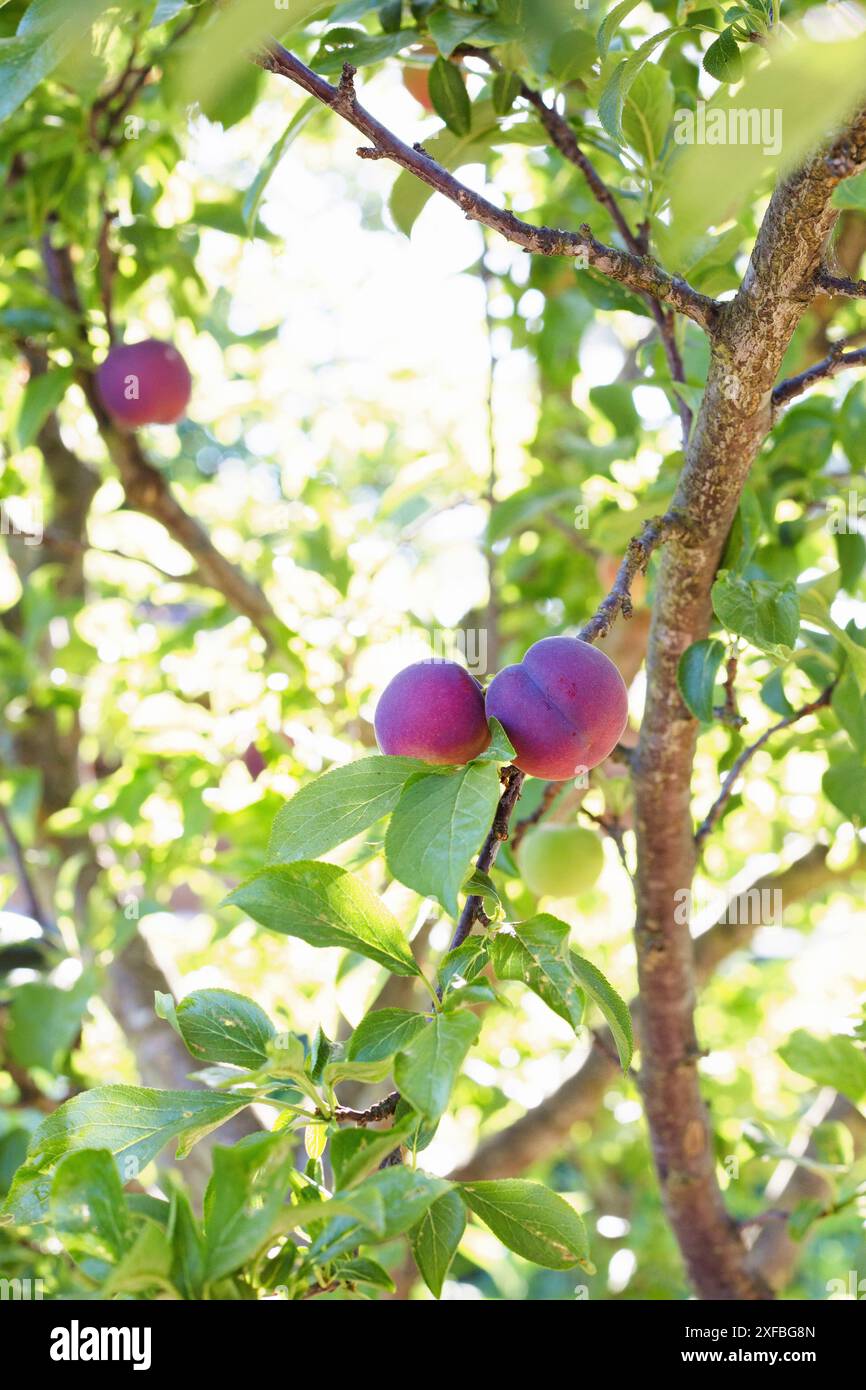 Äpfel, die auf einem Baum wachsen, mit Sonnenlicht, das von hinten eindringt. Stockfoto