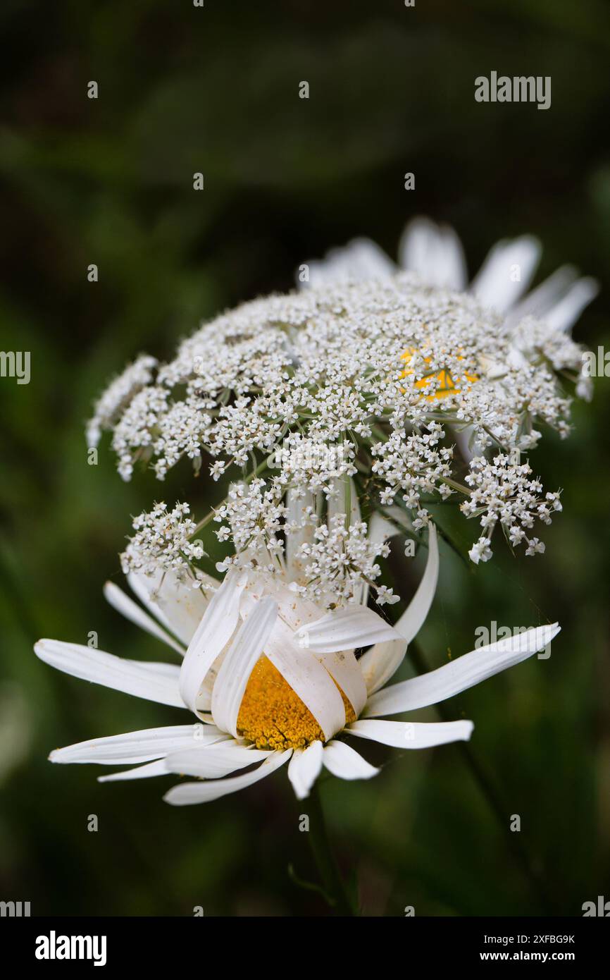Nahaufnahme von Gänseblümchen und Queen Annes Spitzenblumen, die auf einer Wiese zusammen wachsen. Stockfoto