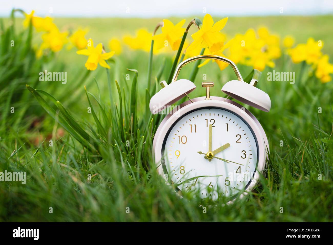 Wecker mit Narzissen, Wechsel auf Sommerzeit im Frühjahr, Sommerzeitumstellung Stockfoto