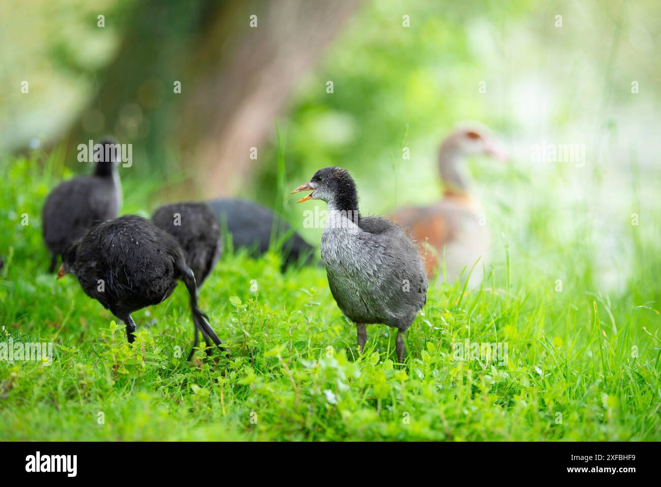 Gemeinsame Familie der Schwarzhühner auf der Wiese, Gattung Fulica, Wasservogel in Europa, Vogelbeobachtung in der Natur Stockfoto