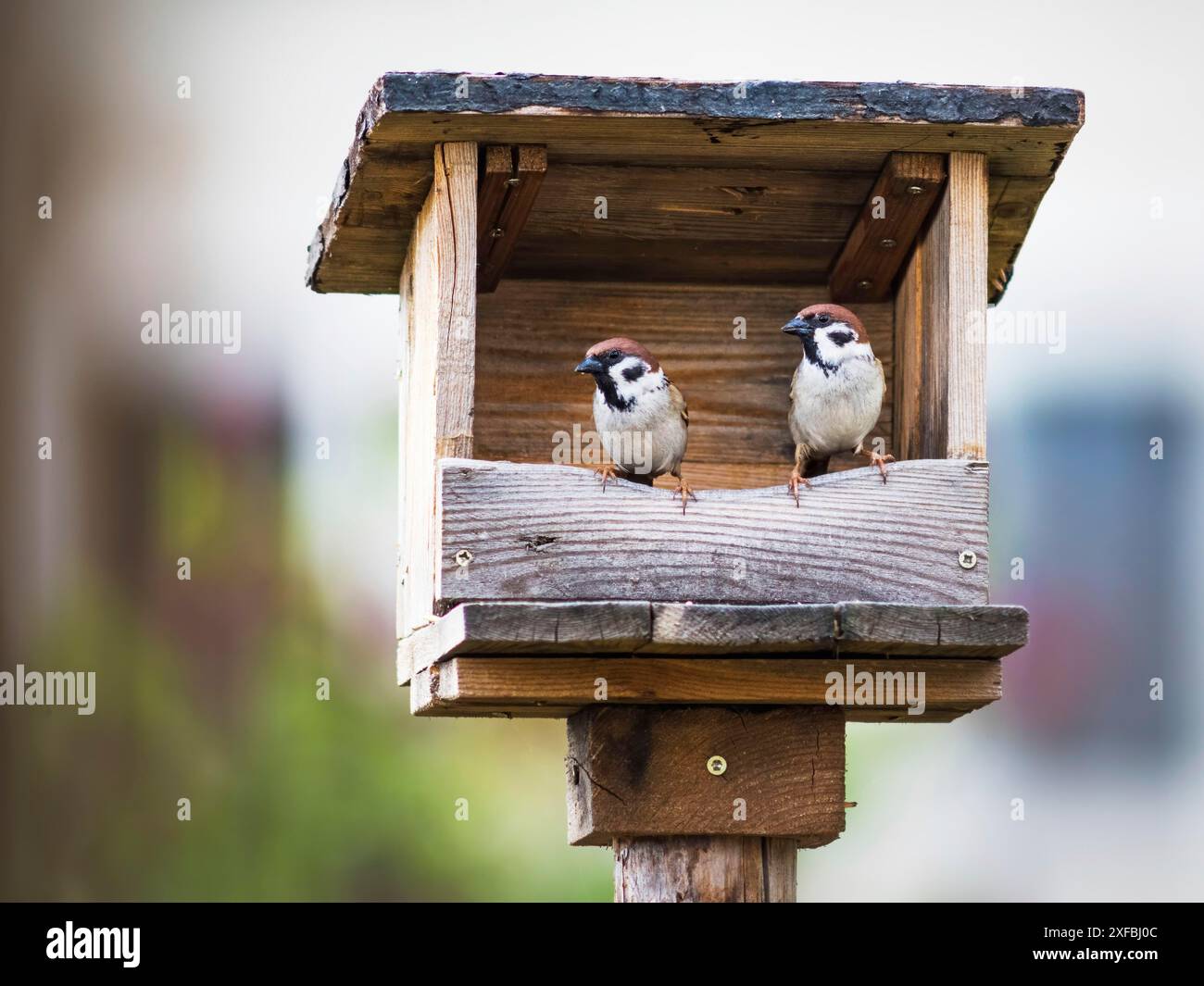 Zwei Spatzen auf dem Vogelfutter Stockfoto