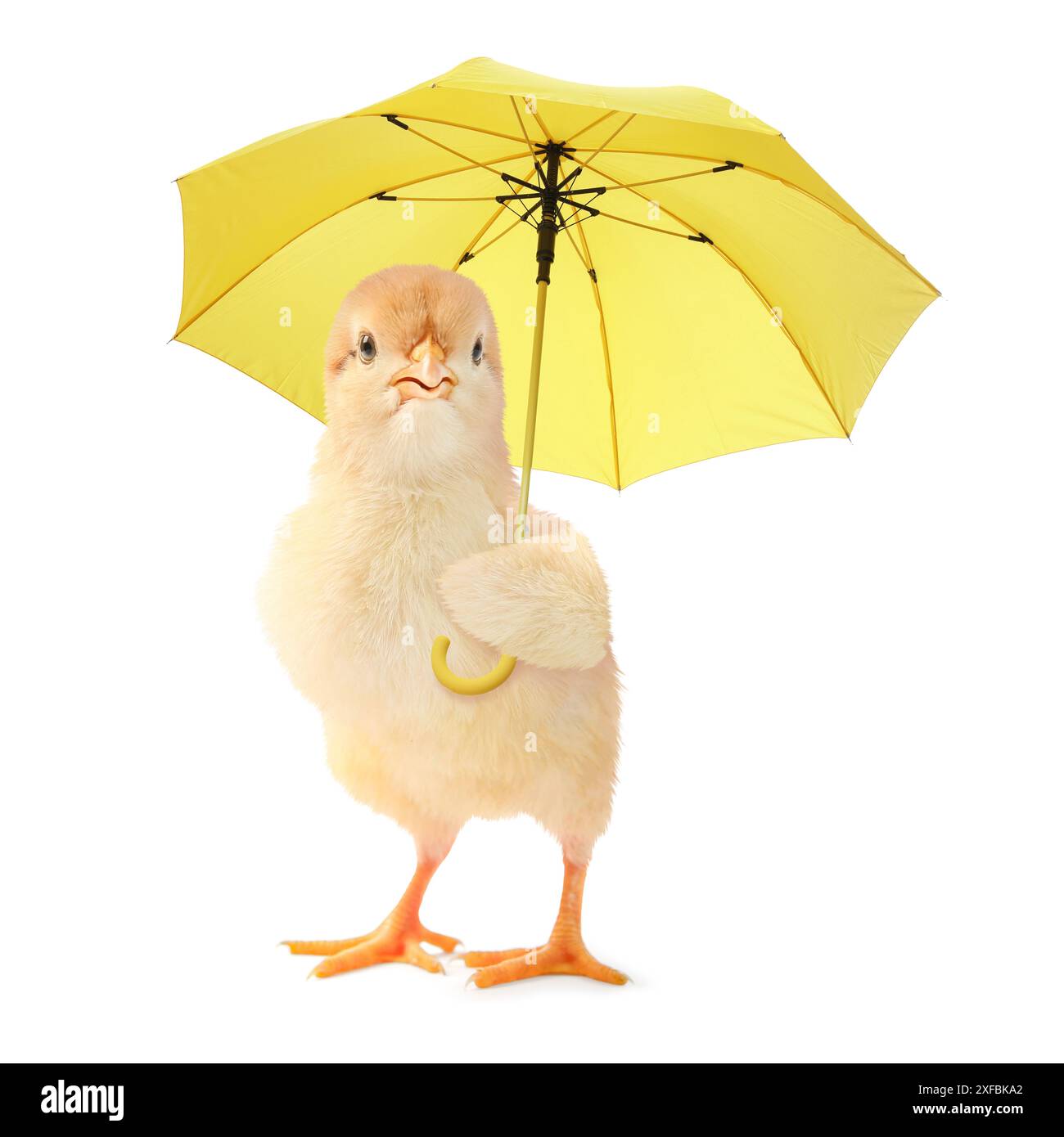 Süßes flauschiges Mädchen mit gelbem Regenschirm auf weißem Hintergrund Stockfoto