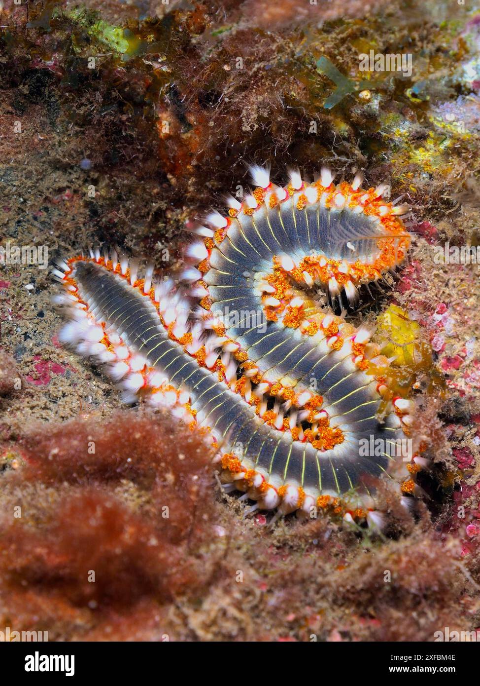 Ein S-förmiger Feuerwurm (Hermodice carunculata) auf dem Meeresboden mit detaillierten, bunten Borsten. Tauchplatz Puerto de Mogan Reef, Gran Canaria, Spanien Stockfoto