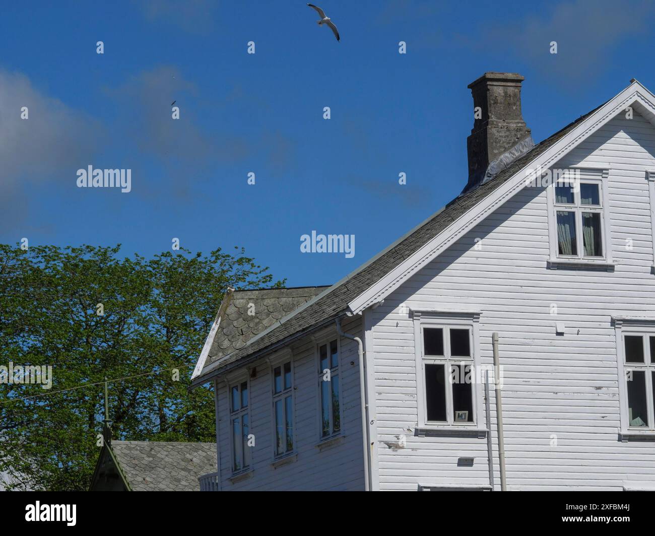 Weißes Holzhaus mit Kamin und Fenstern, eine Möwe fliegt am blauen Sommerhimmel, haugesund, norwegen Stockfoto