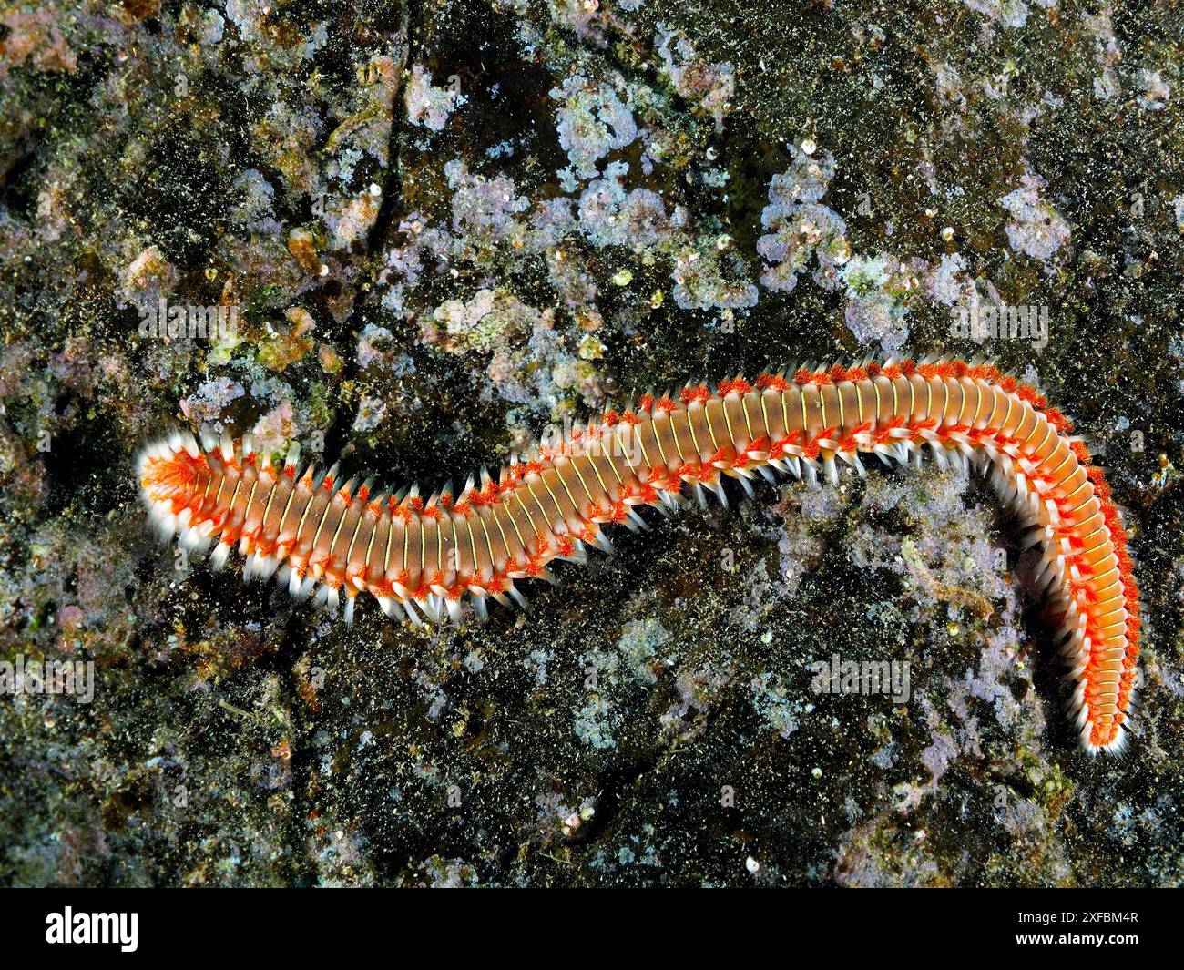 Ein langgestreckter Feuerwurm (Hermodice carunculata) auf einem felsigen Meeresboden. Die farbenfrohen Borsten stechen hervor. Tauchplatz El Cabron Marine Reserve, Arinaga, Gran Stockfoto