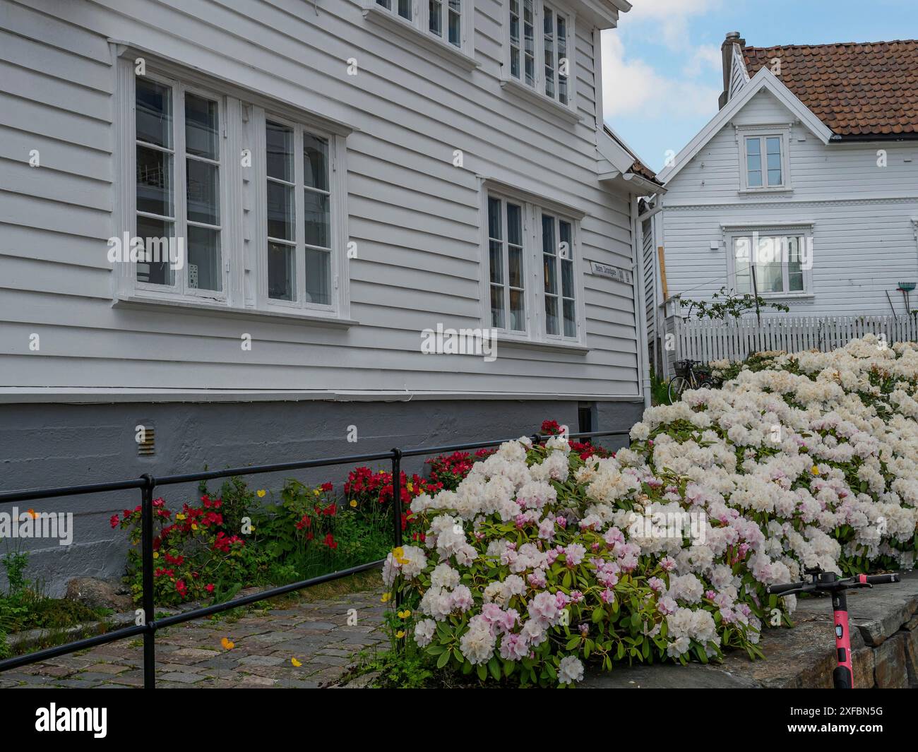 Charmante weiße Häuser mit blühenden Blumen im Garten und eine ruhige Straße im Sommer, stavanger, norwegen Stockfoto