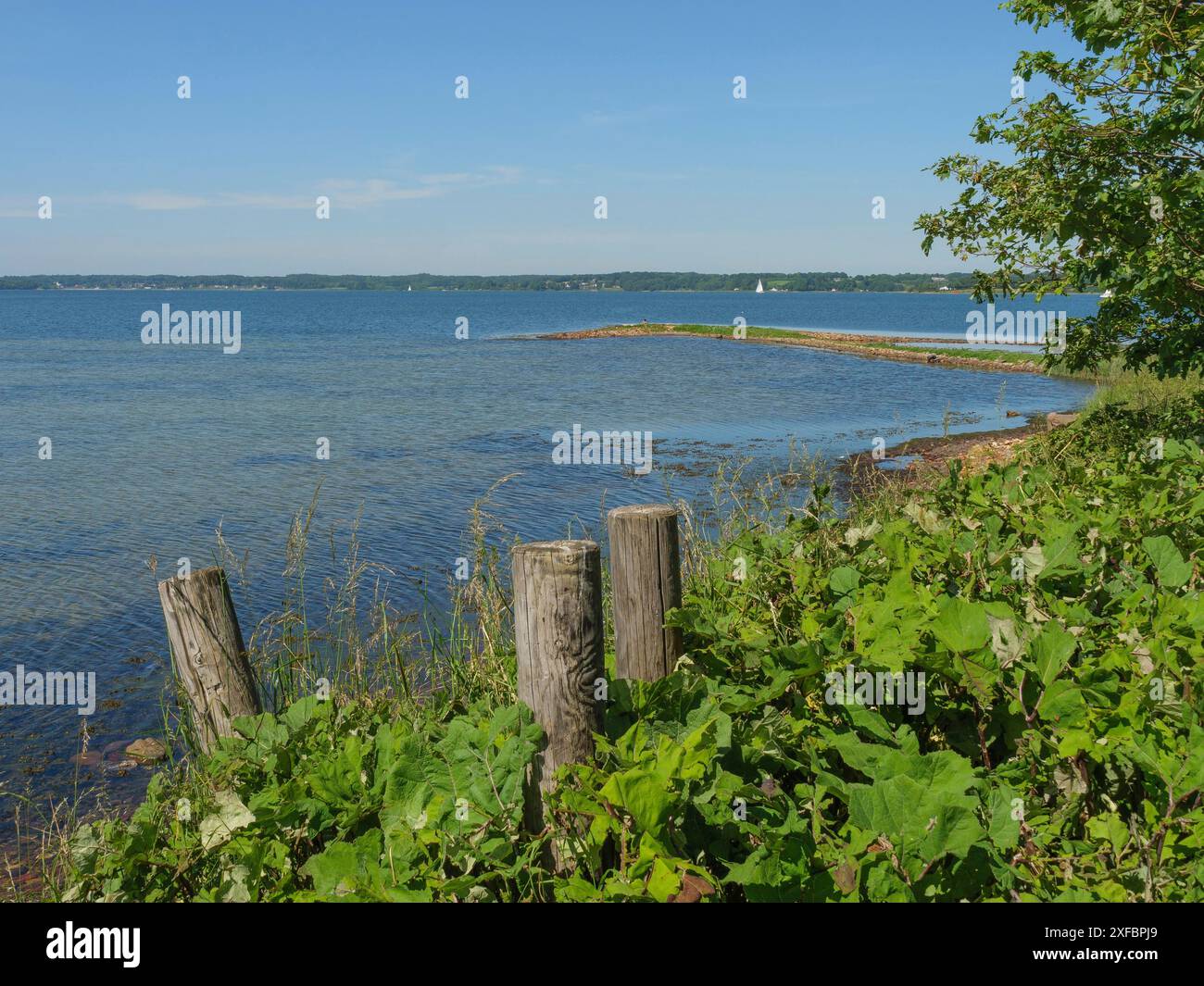 Grüne Pflanzen und Holzpfosten am Ufer eines Sees unter klarem Himmel, Flesnburg, Holnis, Deutschland Stockfoto