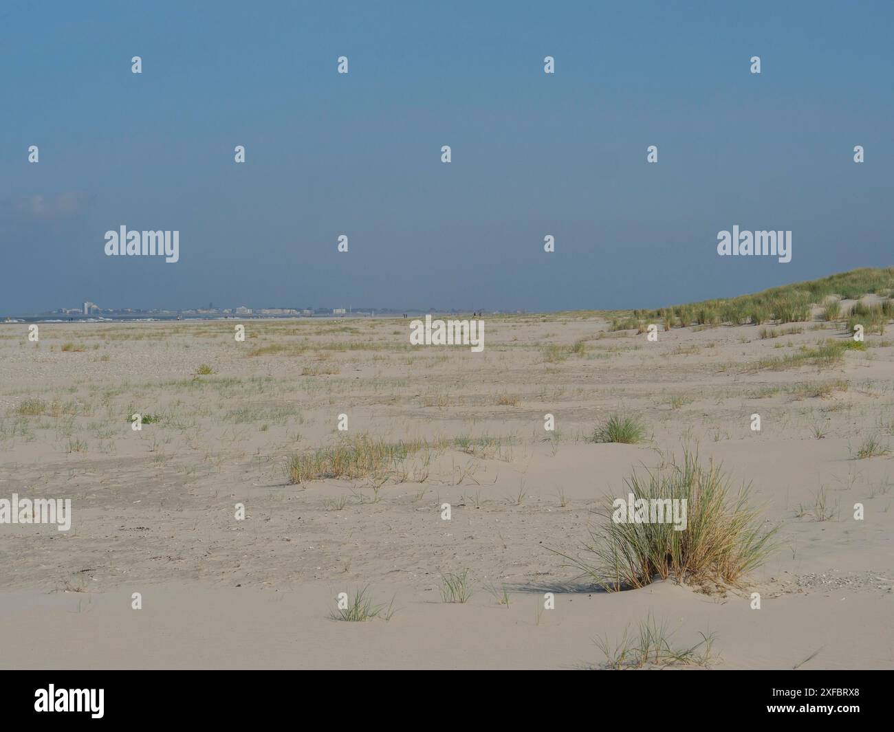 Weite Sanddünen-Landschaft mit wenig Gras unter klarem blauem Himmel, saftig, ostfriesland, deutschland Stockfoto