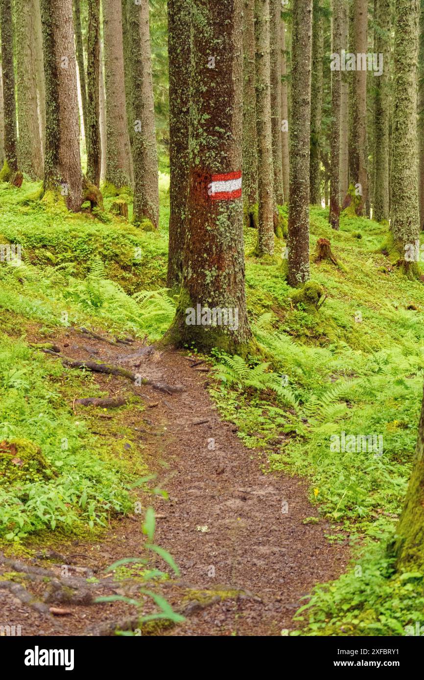 Wanderweg im Wald, gekennzeichnet durch ein Schild auf einem Baum, umgeben von moosbedeckten Böden und Bäumen, gosau, alpen, österreich Stockfoto