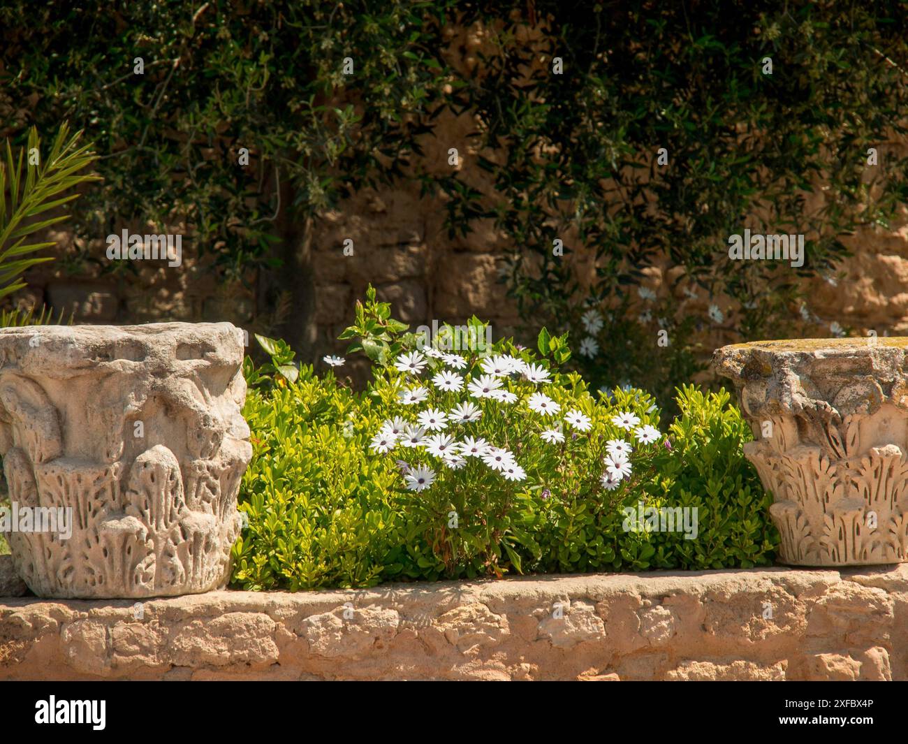 Weiße Blumen und grüne Pflanzen neben antiken Säulendekorationen im Garten, Tunis, Tunesien Stockfoto