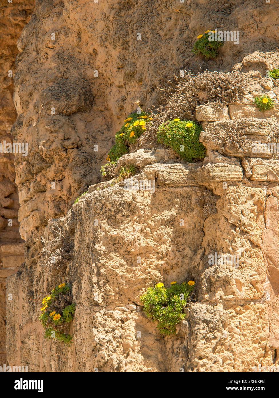 Eine Steinmauer mit Pflanzen und Moos, die sich natürlichen Elementen widersetzt, Tunis, Tunesien Stockfoto