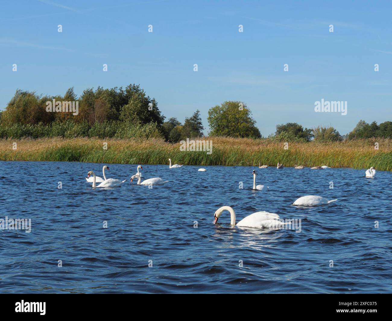 Schwäne schwimmen ruhig im Wasser in Gruppenform, umgeben von hohem Schilf unter klarem Himmel, Giethoorn, Niederlande Stockfoto