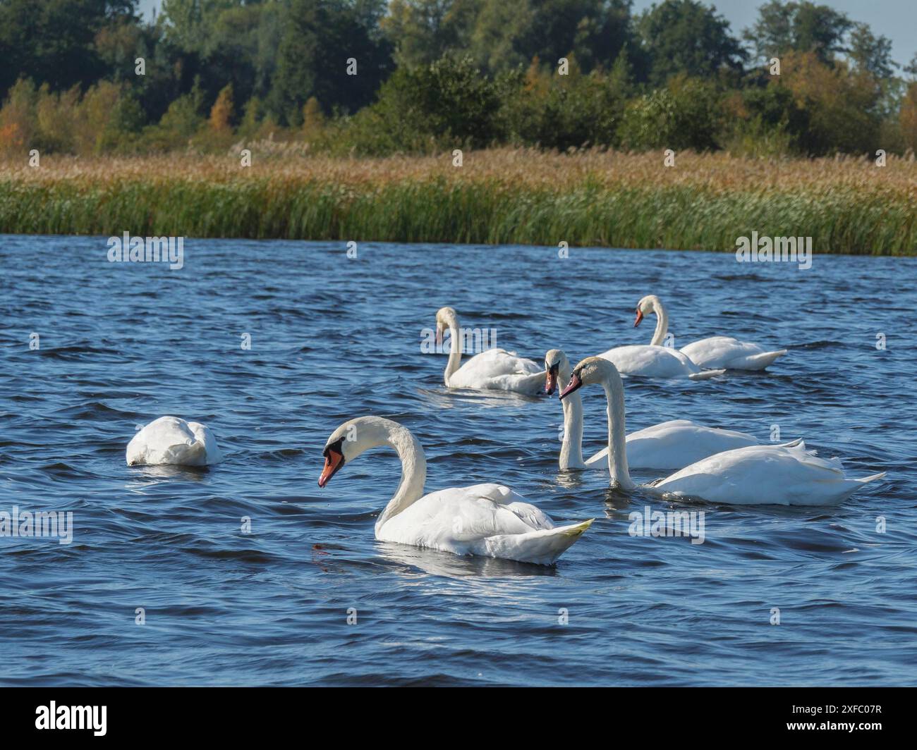 Eine Gruppe Schwäne, die friedlich im Wasser schwimmen, umgeben von grünem Schilf und unter einem klaren blauen Himmel, Giethoorn, Niederlande Stockfoto