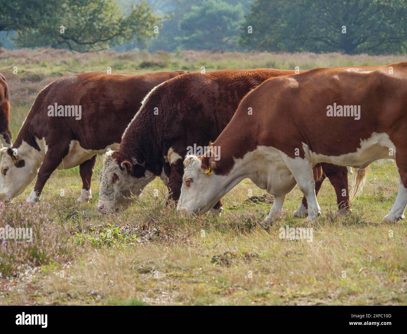 Eine Gruppe von Kühen, die auf einer Wiese in einer natürlichen Landschaft weiden, haaksbergen, niederlande Stockfoto