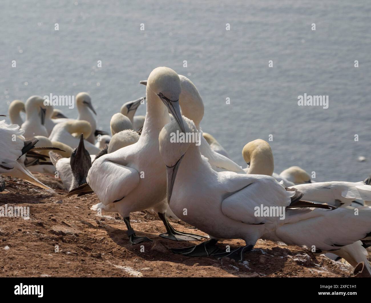 Gruppe von weißen Vögeln an der Küste, zwei Vögel interagieren im Vordergrund, Meer im Hintergrund, helgoland, Nordsee, deutschland Stockfoto