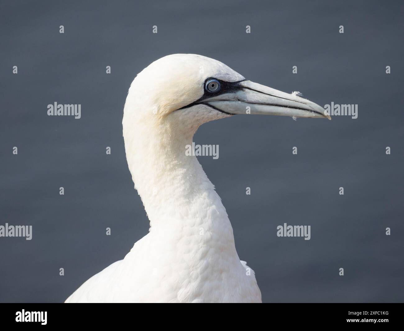 Nahaufnahme eines weißen Seevögels mit blauem Auge und langem Schnabel, helgoland, Nordsee, deutschland Stockfoto