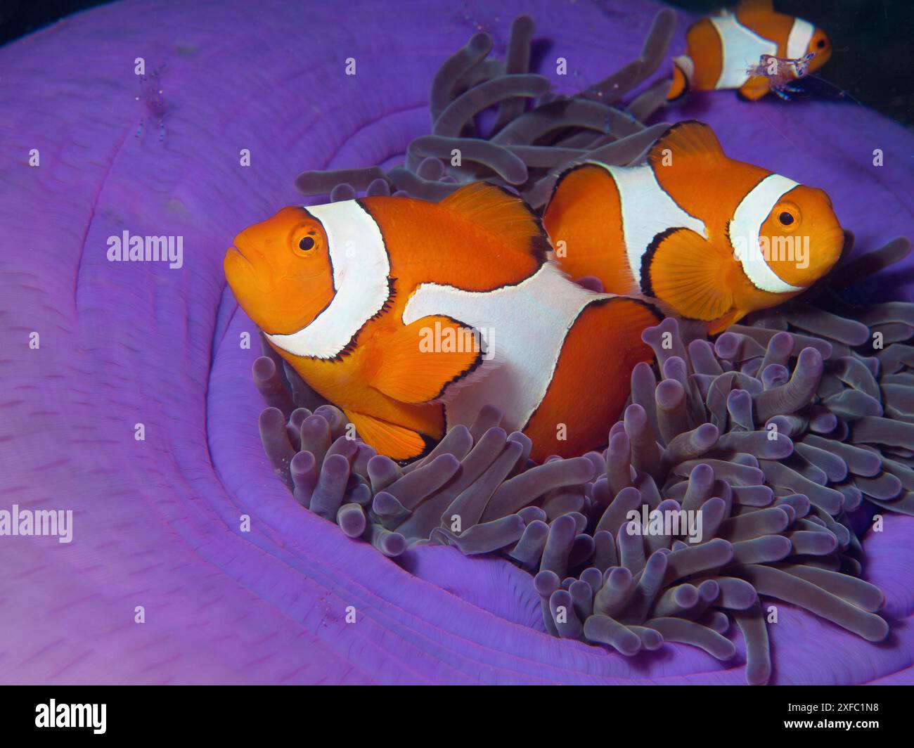 Anemonenfische sind immer in Bewegung: Amphiprion ocellaris in ihrer prächtigen Anemone im Korallenriff Raja Ampat, Indonesien. 3 Clownfische unter Wasser Stockfoto