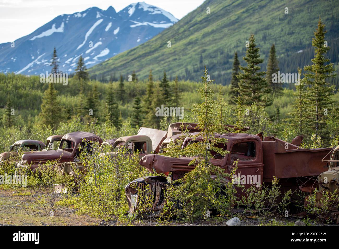 Eine Reihe von alten, rostigen Ford Trucks, die entlang der North Canol Road im Yukon Territory, Kanada, abgeladen wurden. Aufgenommen in der Sommerzeit. Stockfoto