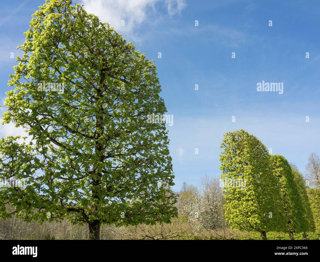 Reihe getrimmter Bäume mit frischen grünen Blättern unter blauem Himmel, Amsterdam, Niederlande Stockfoto