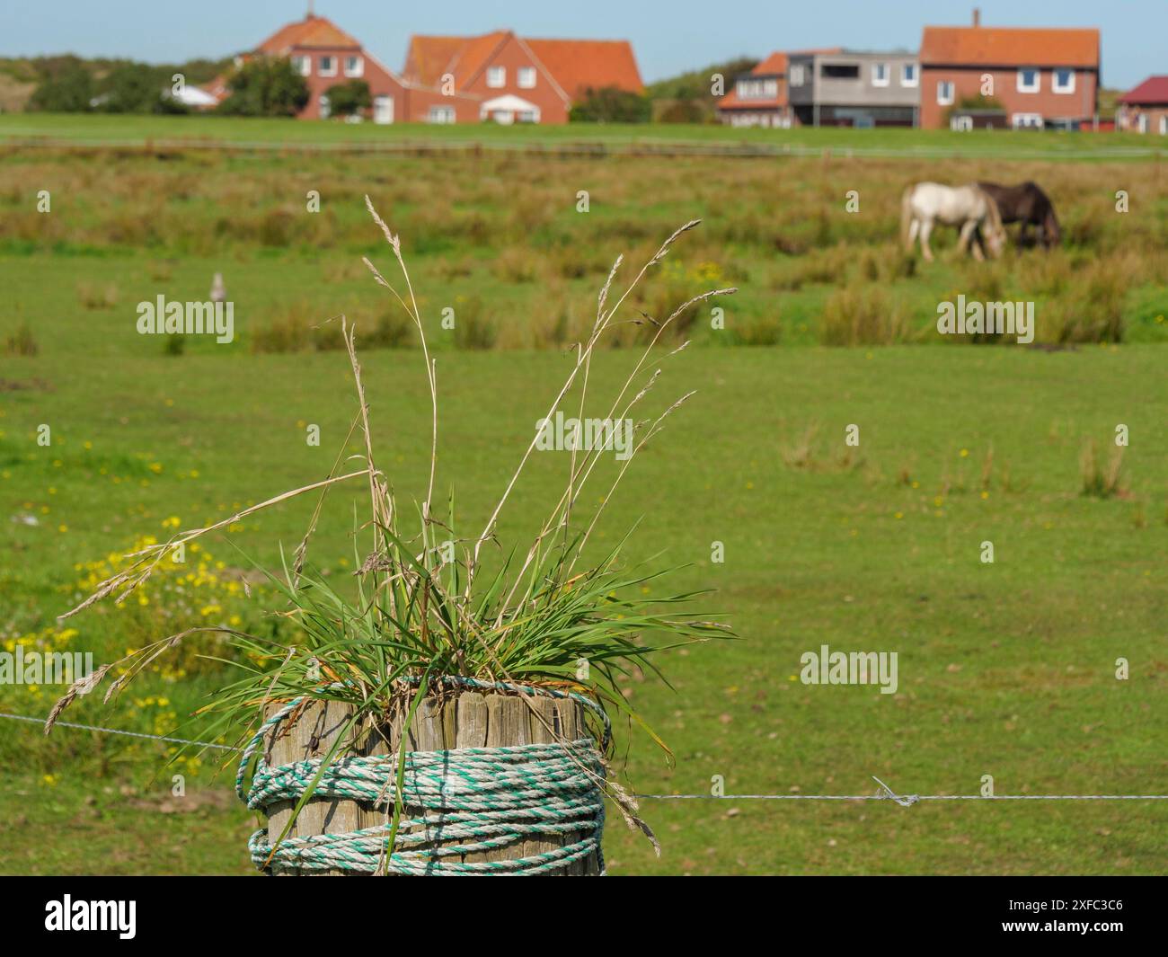 Blick auf eine grüne Wiese mit einem Pfosten im Vordergrund und Häuser im Hintergrund, langeoog, ostfriesland, deutschland Stockfoto
