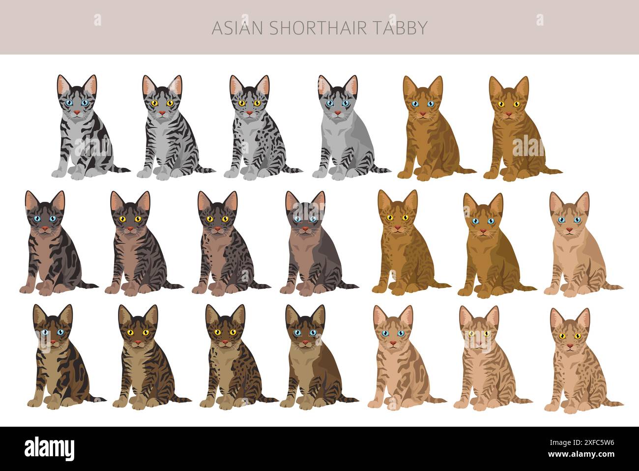 Asiatisches Kurzhaar Tabby Katzenklipart. Alle Lackfarben festgelegt. Infografik zu den Merkmalen aller Katzenrassen. Vektorabbildung Stock Vektor
