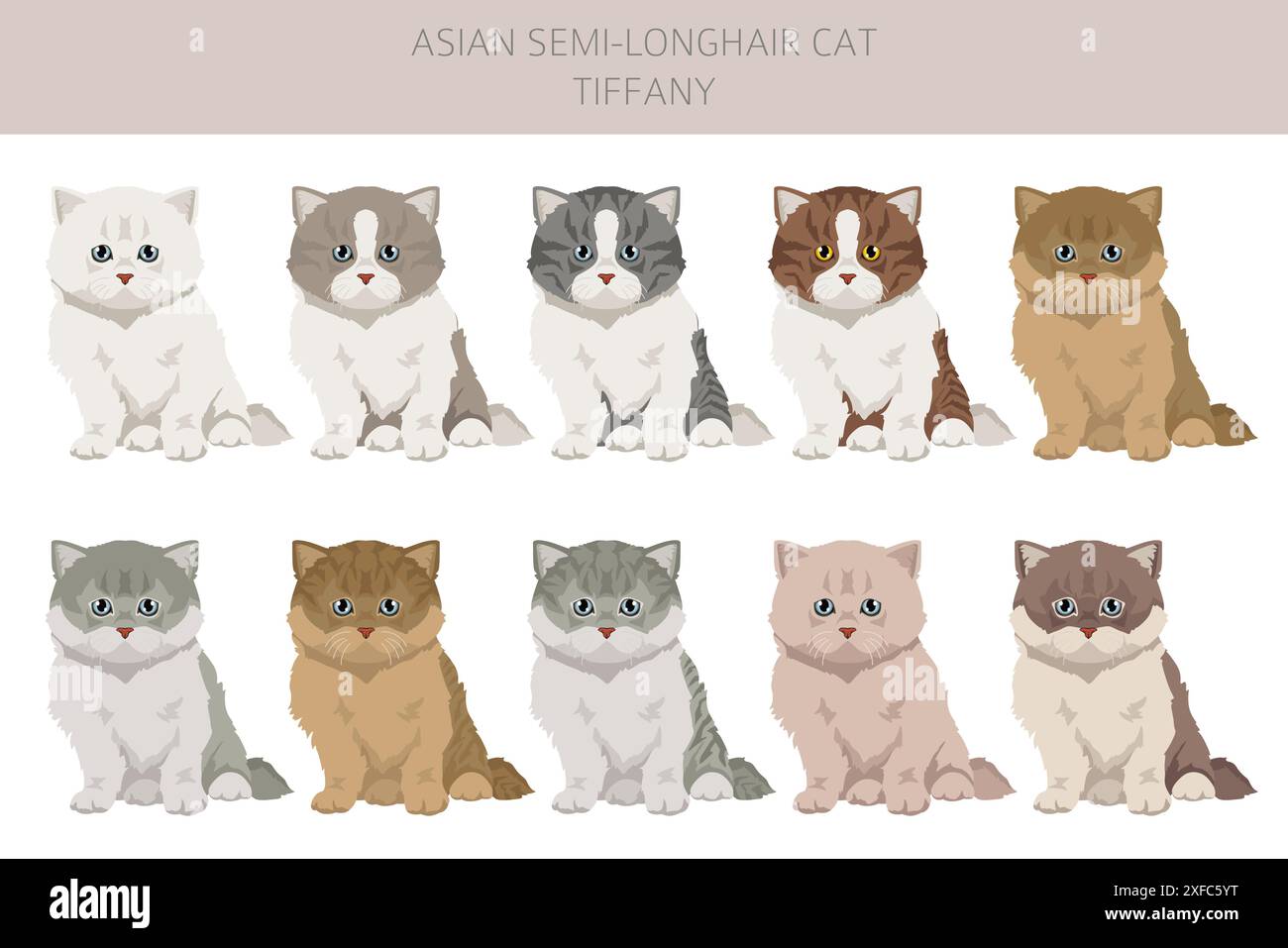 Tiffany Cat, asiatische halblanghaarige Katze Tiffanie Clipart. Alle Lackfarben festgelegt. Infografik zu den Merkmalen aller Katzenrassen. Vektorabbildung Stock Vektor