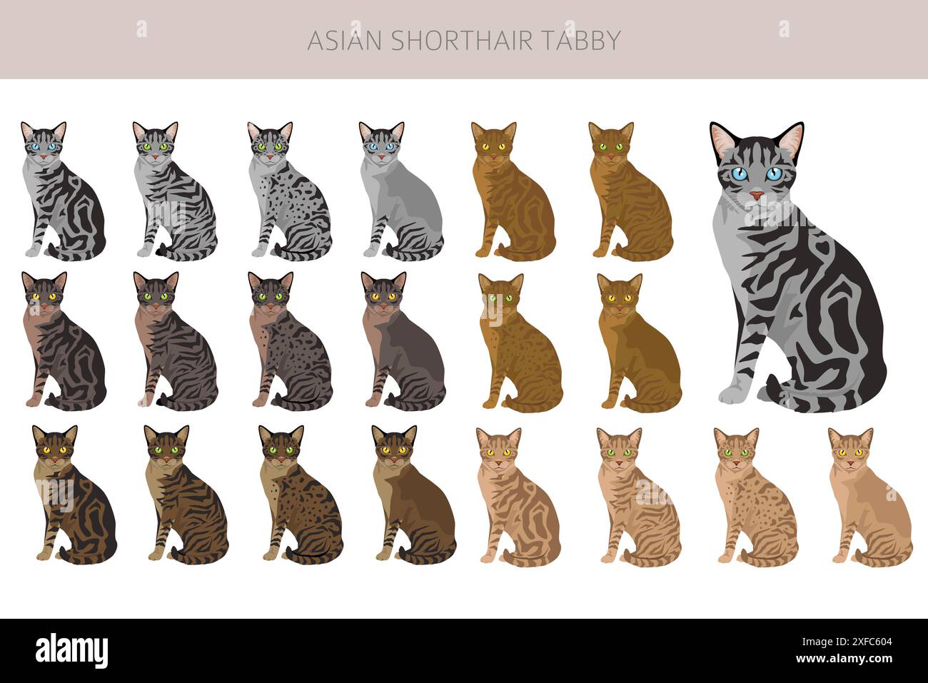 Asiatisches Kurzhaar Tabby Katzenklipart. Alle Lackfarben festgelegt. Infografik zu den Merkmalen aller Katzenrassen. Vektorabbildung Stock Vektor