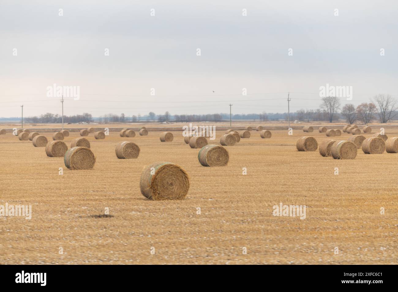 Heu fliegt auf einem offenen Landwirtschaftsfeld in Manitoba, kanadischer Präriefläche in Kanada. Aufgenommen in der Herbstsaison. Stockfoto