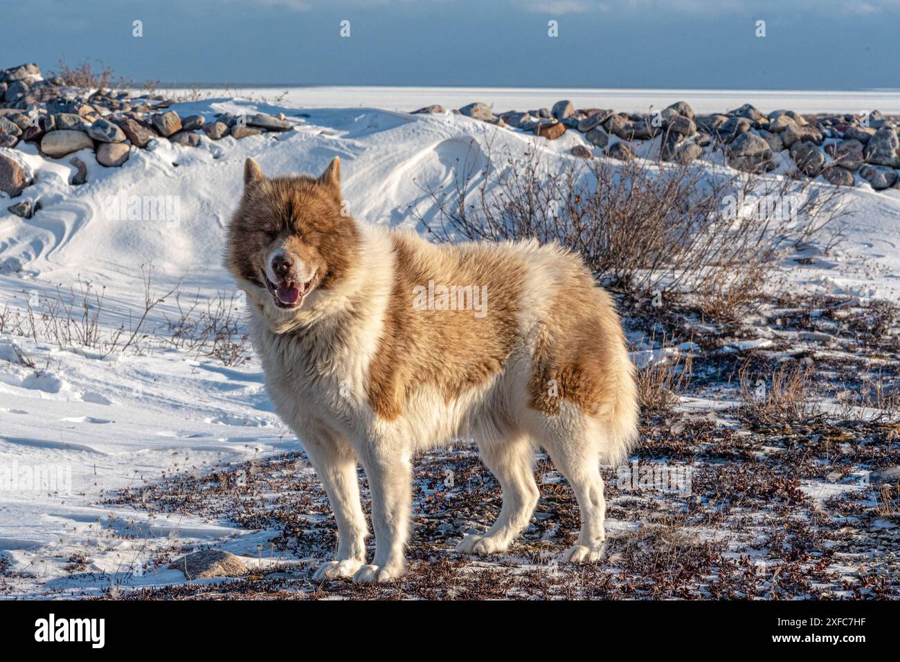 Ein seltener kanadischer Eskimo-Hund, der am Ufer der eisigen Hudson Bay im Norden von Manitoba, Kanada, gesehen wird. Stockfoto