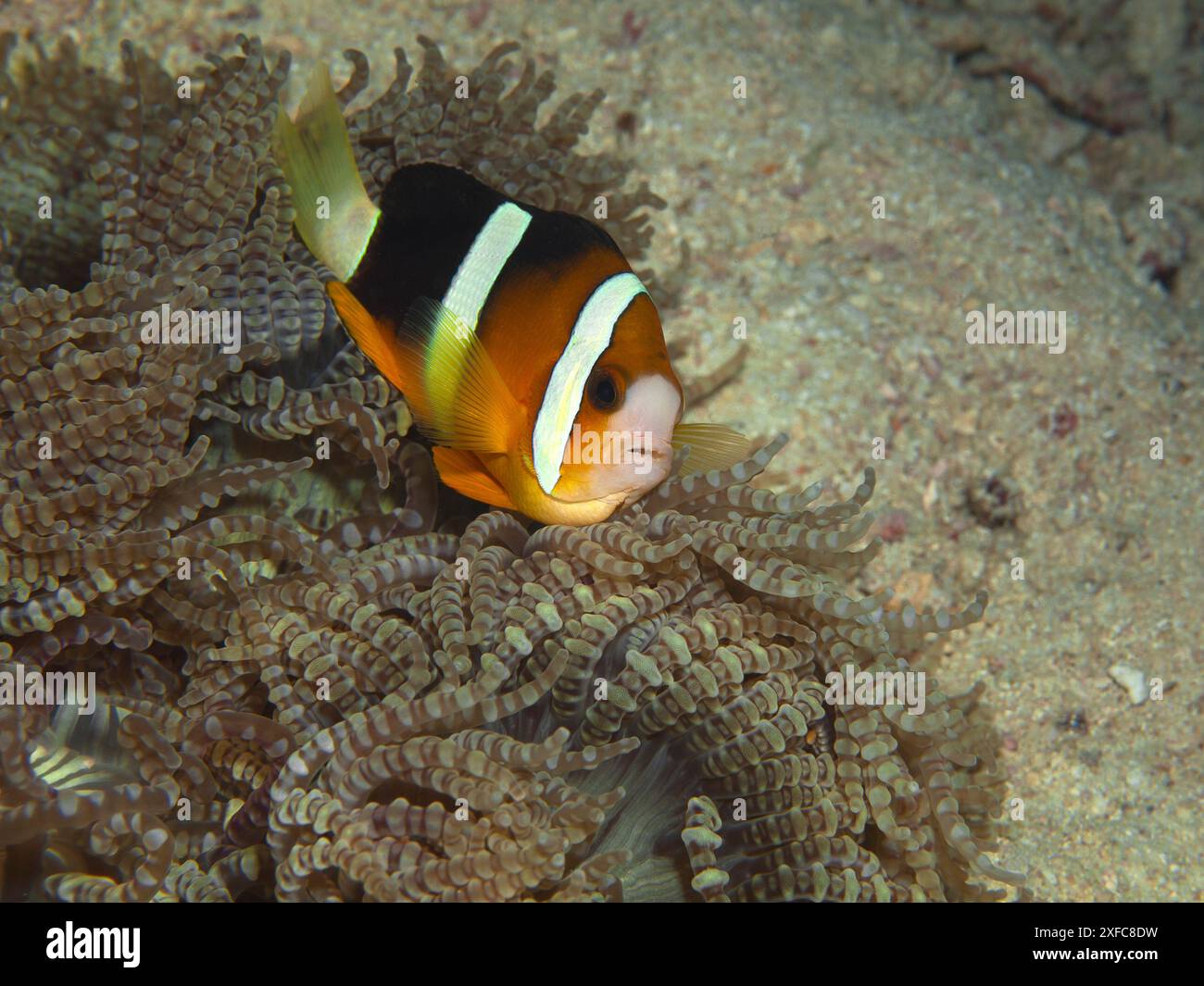 Anemonenfische sind sehr neugierig: Clownfische in einer braunen Anemone wie Perlen, Unterwasserfotografie, Korallenriff, Sipaway, Negros, Philippinen. Stockfoto