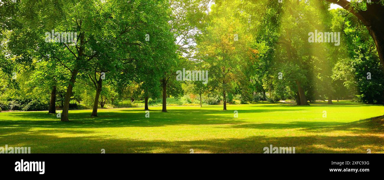 Ein gemütlicher Sommerpark mit weitläufigen Rasenflächen. Breites Foto. Stockfoto