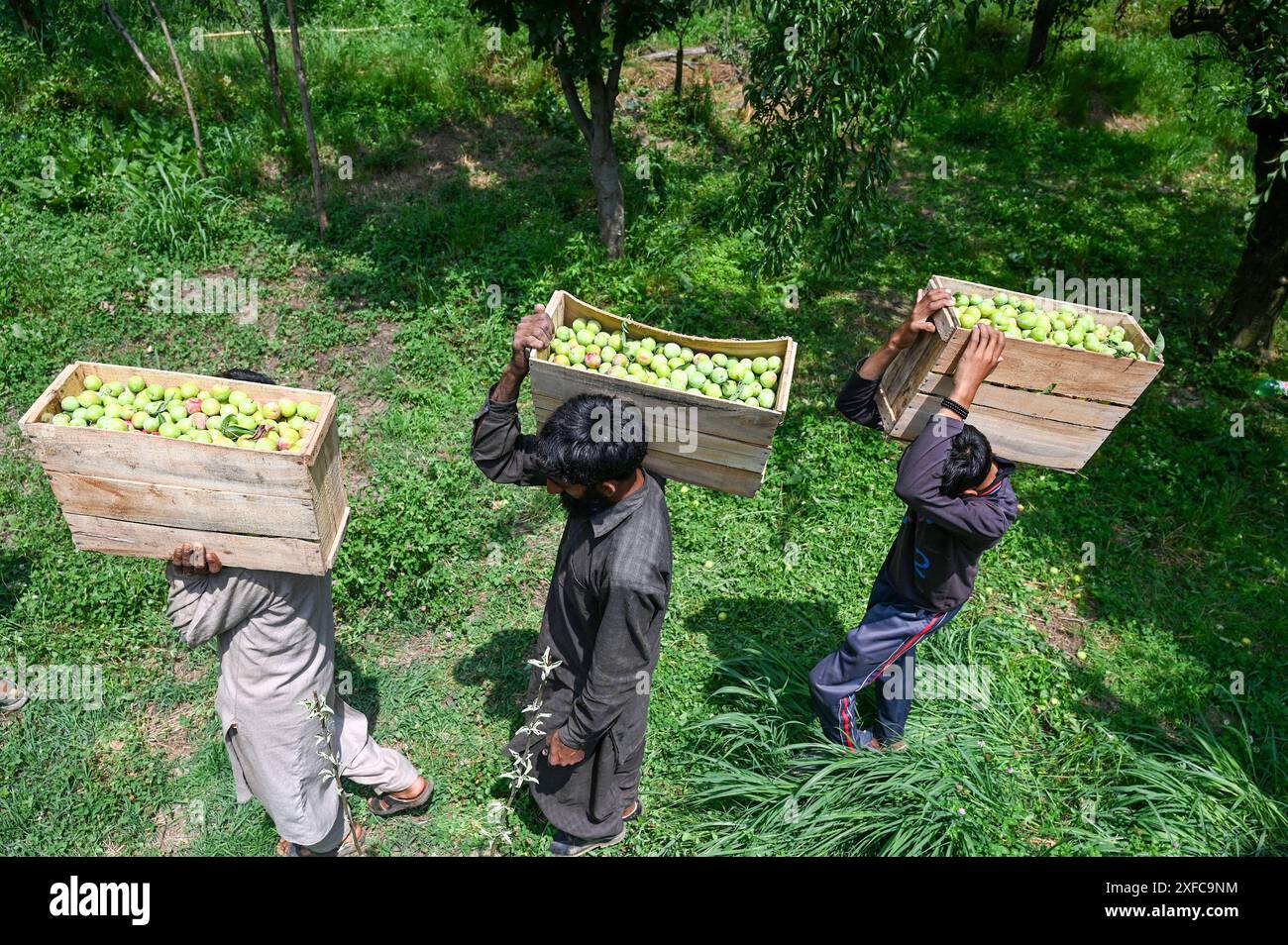 Srinagar, Indien. Juli 2024. SRINAGAR, INDIEN - 2. JULI: Bauern tragen die Kisten mit frischen Pflaumen am 2. Juli 2024 in einem Obstgarten am Stadtrand von Srinagar, Indien. (Foto: Waseem Andrabi/Hindustan Times/SIPA USA) Credit: SIPA USA/Alamy Live News Stockfoto