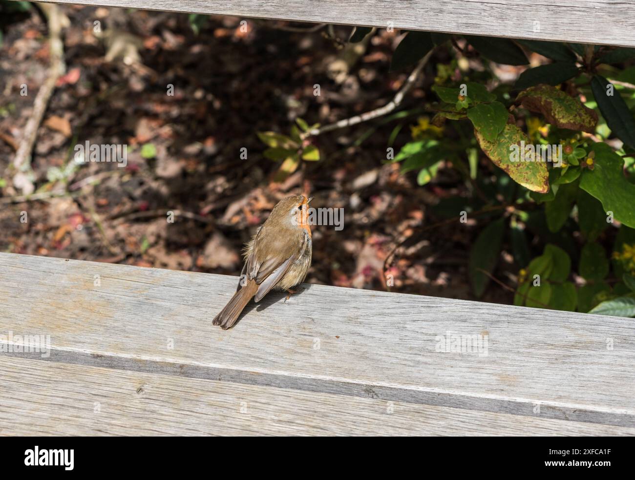 Junger Robin (Erithacus rubecula) auf einer Bank in Richmond Park, Surrey Stockfoto