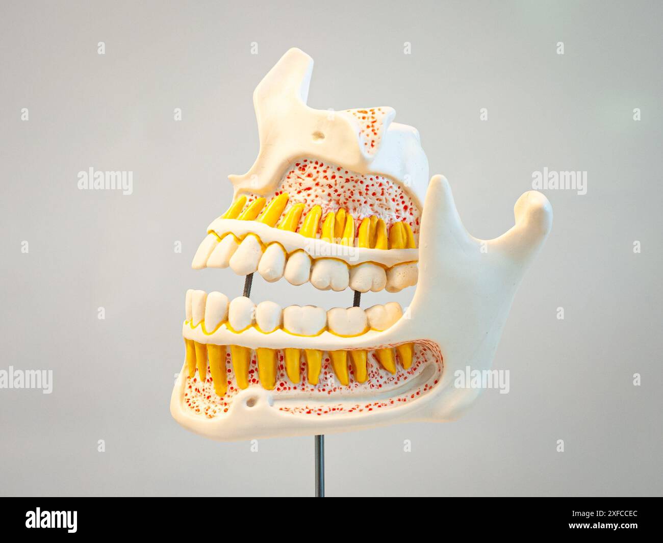Das plastische Zahnmodell. Wird im Biologiekurs in der Schule oder in der Zahnarztpraxis verwendet. Stockfoto