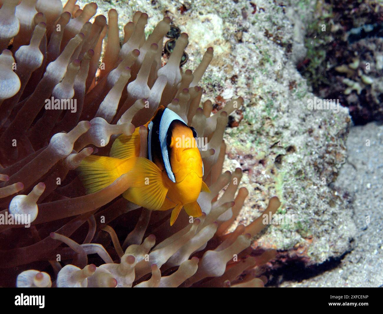 Anemonenfische sind immer in Bewegung: Anemonenfische aus dem Roten Meer, Korallenriff, Rotes Meer in Ägypten. Unterwasserfotografie, Nahaufnahme - Clownfische in seiner Anemone. Stockfoto