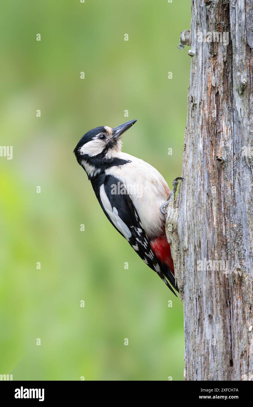 Großspecht, Dendrocopos Major, klettert auf einen Baumstumpf Stockfoto