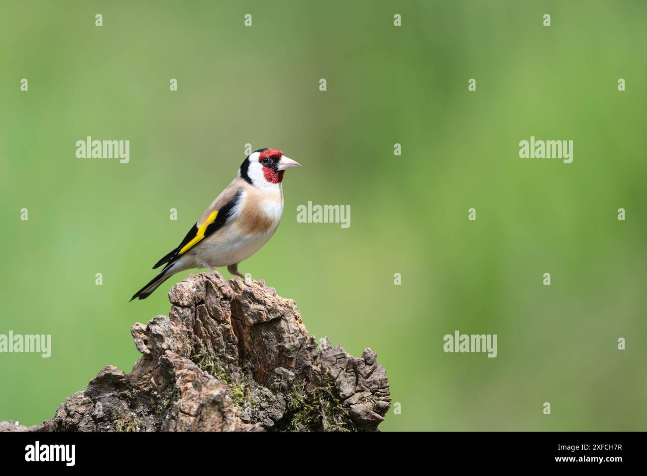 Männlicher Goldfinch, Carduelis carduelis, sitzt auf einem toten Baumstumpf Stockfoto