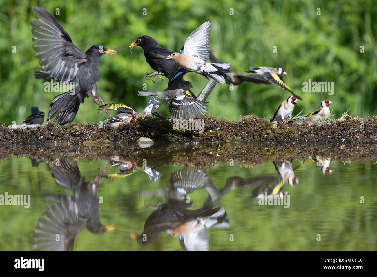 Amseln, Turdus Merula und Chaffinch, Fringilla Coelebs, am Beckenrand, fliegen. Reflexionen im Pool Stockfoto